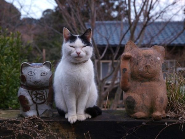 แมวญี่ปุ่น ที่เกาะแมว
