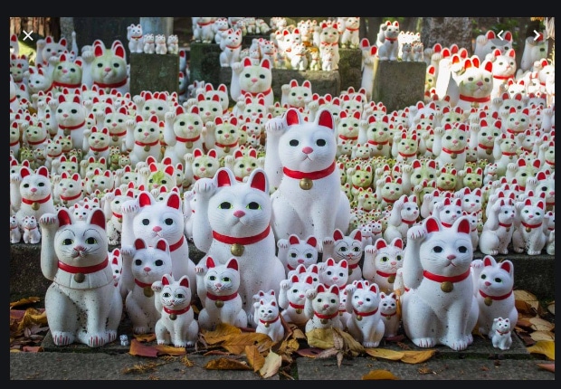 แมวญี่ปุ่น วัดโกโทคุจิ โตเกียว